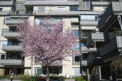 Blommande träd på gården